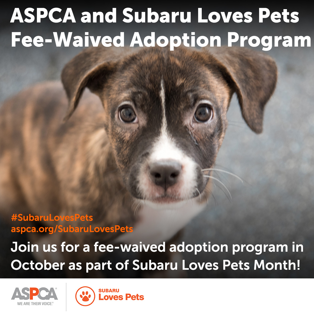 Aspca And Subaru Fee Waived Adoption Celebration Greenhill Humane Society