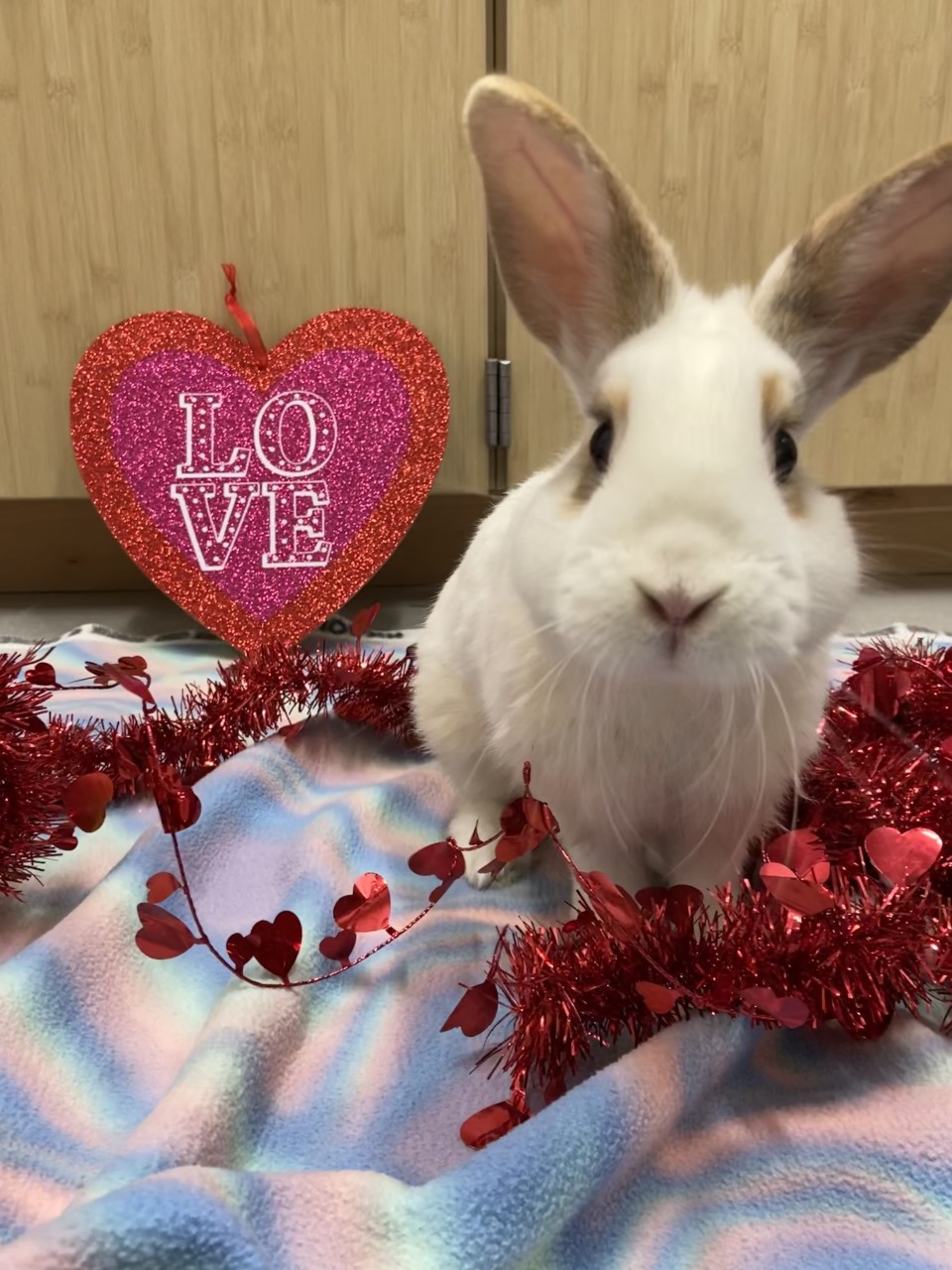 Adopt A Rescued Rabbit Month | Greenhill Humane Society