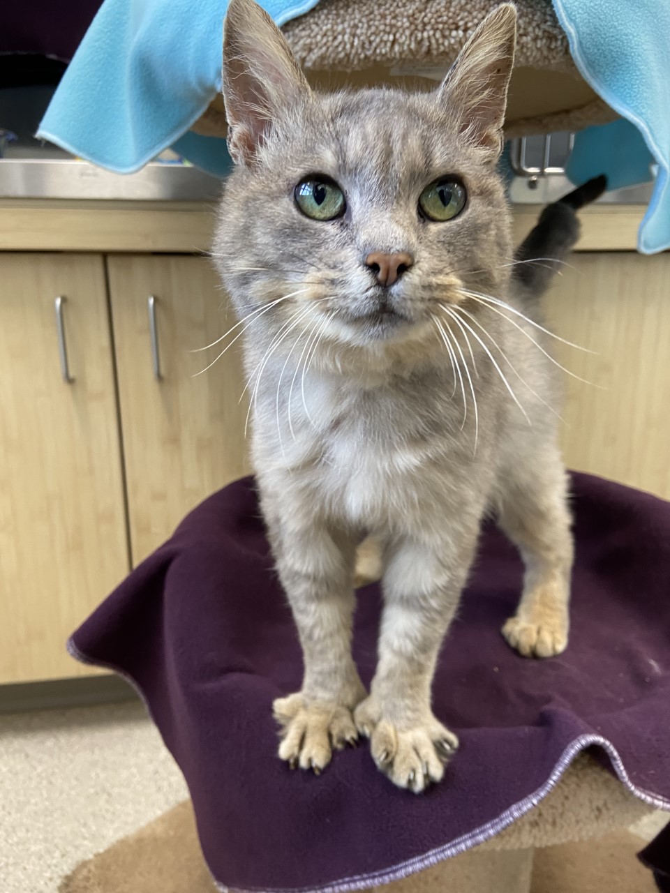 Litter Box Problems - Greenhill Humane Society